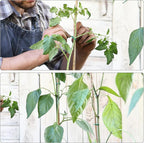 YDSL 100 Feet Soft Tie for Plants, Vegetables - Image 4