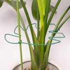 5PCS Monstera Plant Support Stem 9 x 7.6 in- Durable Stabilizer Set by Yohsnor