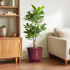 Ceramic Plant Pots - Image 4