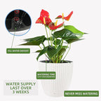 Dexceder 15x14 Rattan Self Watering Planter - Image 5