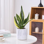 Ekirlin 6 Inch Resin Plant Pot Indoor - Image 3