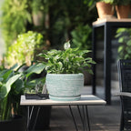 SQOWL Ceramic Planters for Indoor Plants - Image 5