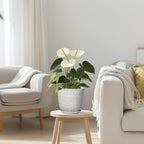 Ceramic Pots for Plants - Image 7