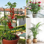 4 Pack Tomato Cage for Garden Plant Support, 24 inches Small Tomato Cages - Image 6