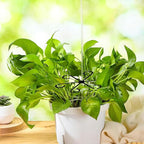 4Pcs Plastic Plant Climbers Stem Holders, 2 Sizes Reusable Flower Plant Stakes - Image 7