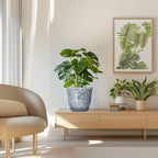 Ceramic Plant Pots - Image 7