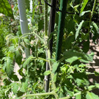 Garden Plant Stakes 48 Inch 4Ft Steel Plant Stick Support, 25 Pack Tomato Stakes - Image 6