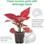 36 Packs 7/5/4/3.5 Inch Reinforced Clear Nursery Pots - Image 3