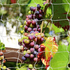 Tcamp Trellis Netting for Climbing Plants Outdoor Indoor - Image 8