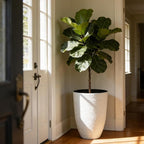 Worth Garden 2-Pack 21" H. White Tall Planters - Image 3
