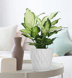 7 Inch Plant Pots 5 Pack, Flower Planters - Image 4