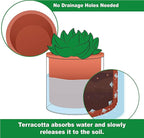 Phoenix Vine 4 Inch 6 Inch Self Watering Plants Pots, Design Terracotta Pots - Image 3