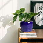 SQOWL Ceramic Planters for Indoor Plants - Image 6