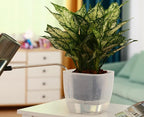 6-Pack 7 Inches Clear Self Watering Planters - Image 7