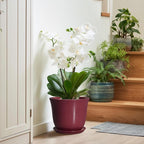 Ceramic Plant Pots - Image 7
