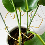 5PCS Monstera Plant Stem Support - Image 7