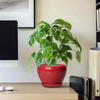 6 Inch Plant Pot - Image 7