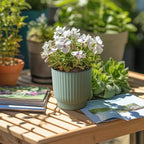 T4U 4 Inch Plant Pots Self Watering, 6 Pack African Violet Pots, Small Plant - Image 7