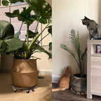 2 Pack Plant Stand with Wheels, Plant Caddies with 360° Lockable Smooth Sliding - Image 8