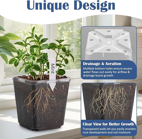 5.5 Inch Clear Square Nursery Pots - Image 2