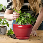 6 Inch Plant Pot - Image 6