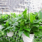 VIDELLY 4 Pieces Plastic Hanging Planters, 5.9 in Dia x 3.54 in H, Flower Plant - Image 7