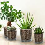5 Inch Clear Nursery Pots for Plants - Image 6