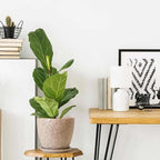 10inch Retro Ceramic Planter - Image 7