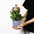 Selamica Ceramic Plant Pots, 4.6 Inch Flower Pots - Image 2