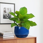 G EPGardening Round Ceramic Plant Pots - Image 5