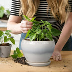 Planter Pot 6 Inch - Image 6