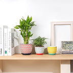 Selamica Ceramic Succulent Pots - Image 6