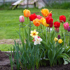 24 Inch 12 Packs Plant Support Stakes, Garden Single stemmed Plant Support Hoops - Image 8