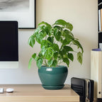 Indoor Plant Pot 6 Inch - Image 7