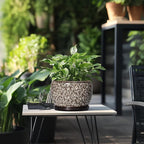 SQOWL Ceramic Planter - Image 5