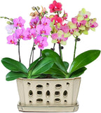W&W Orchid Pot with Holes and Saucer - Image 6