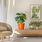 Ceramic Planter - Image 7