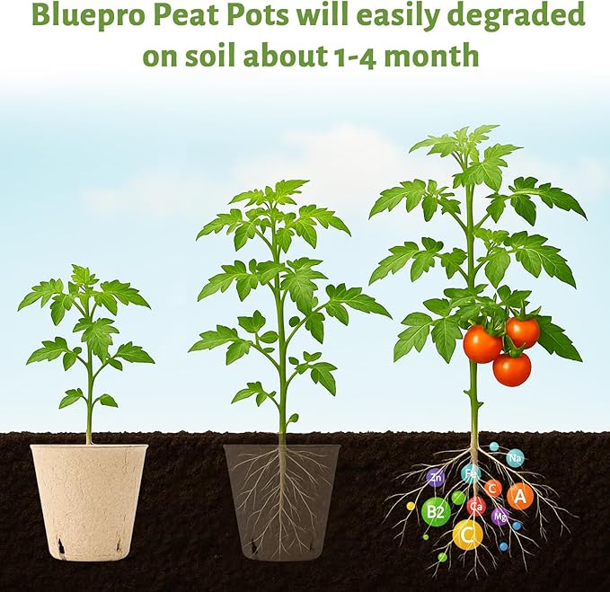 120 Packs 3.15 Inch Peat Pots, Biodegradable Pots - Image 4