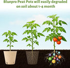 120 Packs 3.15 Inch Peat Pots, Biodegradable Pots - Image 4