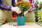 7 Inch Plant Pots 5 Pack, Flower Planters - Image 6