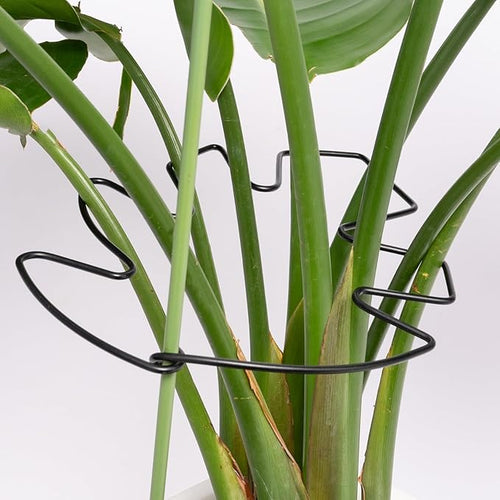 5PCS Black Monstera Plant Stem Support 9x7.6in by Yohsnor