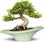 Ceramic Bonsai Pots by Teagas