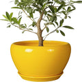 Ceramic Planter for Indoor Plants by Ceramicfor