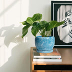SQOWL 6 Inch Plant Pot - Image 6