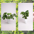 Monstera Plant Stem Support Set of 5 - Image 3