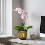 Ceramic Plant Pots - Image 3