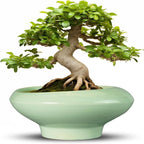 Ceramic Bonsai Pots by Teagas