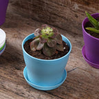 TDHDIKE 10 Pcs Plastic Planters Indoor Pots, Mini Flower Seedlings Nursery - Image 7
