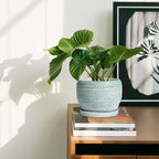 SQOWL Ceramic Plant Pots - Image 6
