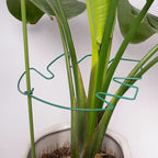 5PCS Monstera Plant Support Stem 9 x 7.6 in- Durable Stabilizer Set - Image 7